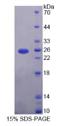SDS-PAGE (CDCP1-1786H).jpg